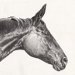Pferdbild Pferd Kohlezeichnung vom Tiermaler gezeichnet