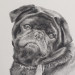 Hundebild Mops Kohlezeichnung von Tiermaler gezeichnet