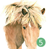 Postkarte pferdeportrait Isländer Pony