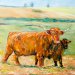 Scottish Highlander Cattle