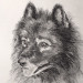 Hundebild Wolfsspitz Kohlezeichnung von Tiermaler gezeichnet